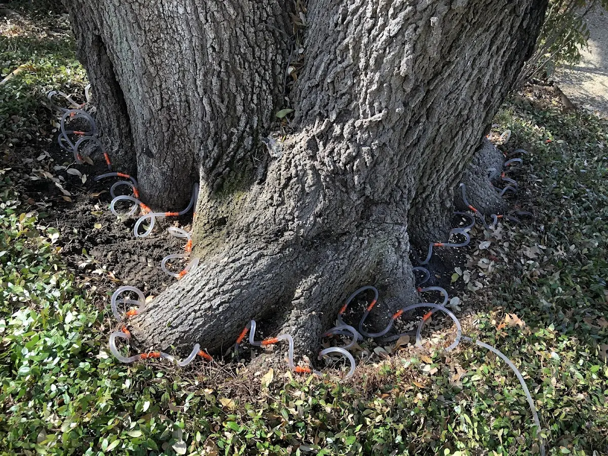 Detailed Tree Cabling and Bracing job site in Friend