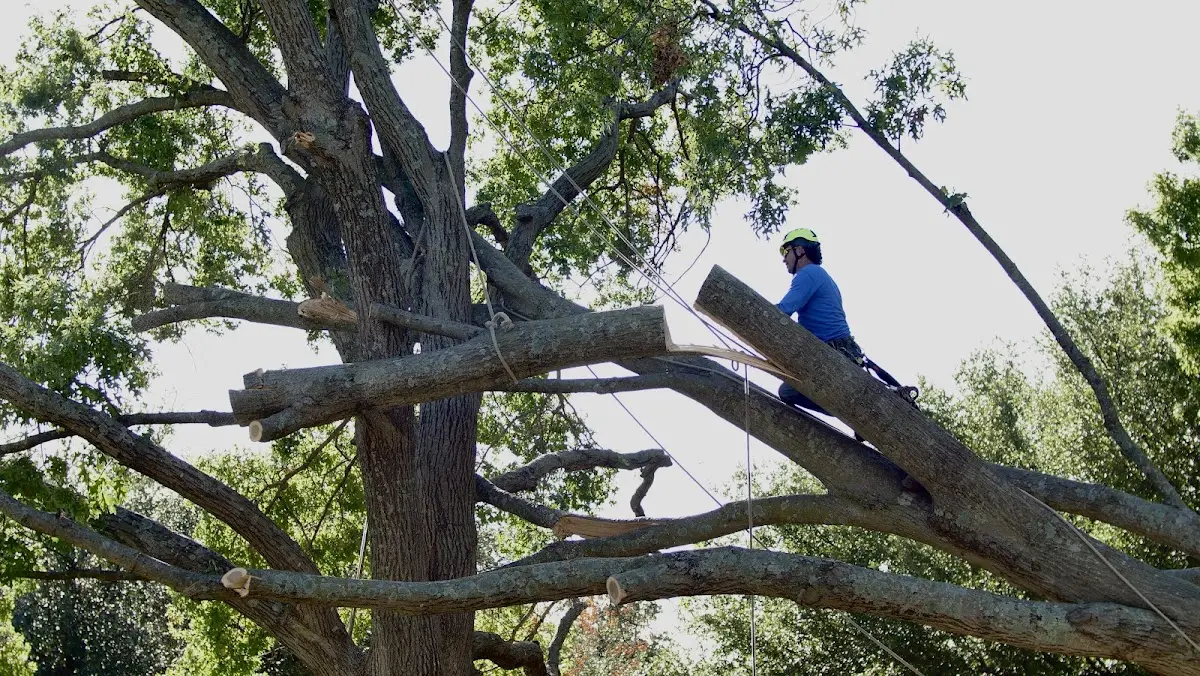 Professional Hazardous Tree Removal performed by certified arborists in Friend
