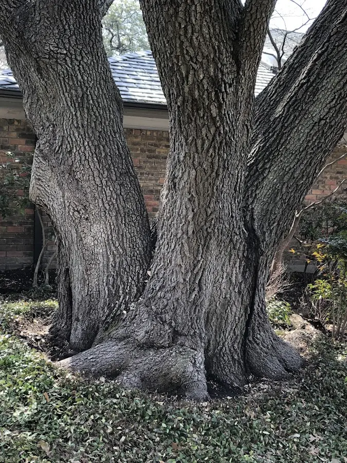 Mature heritage tree close to a Friend property cared for by certified arborists