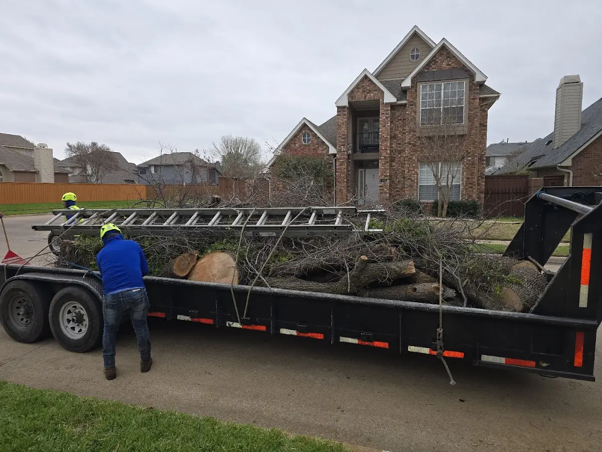 Expert Tree Removal with proper safety equipment in Friend